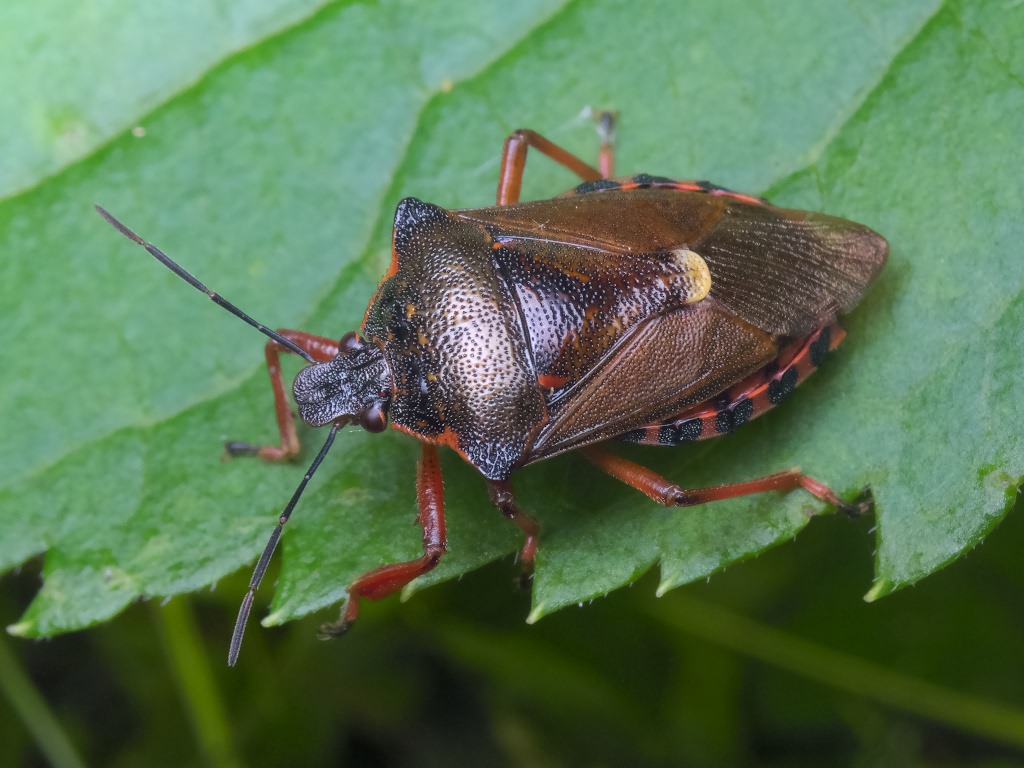 Pinthaeus sanguinipes (Fabricius, 1781)